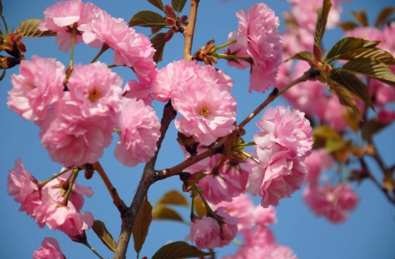 櫻花的栽培管理是什麼