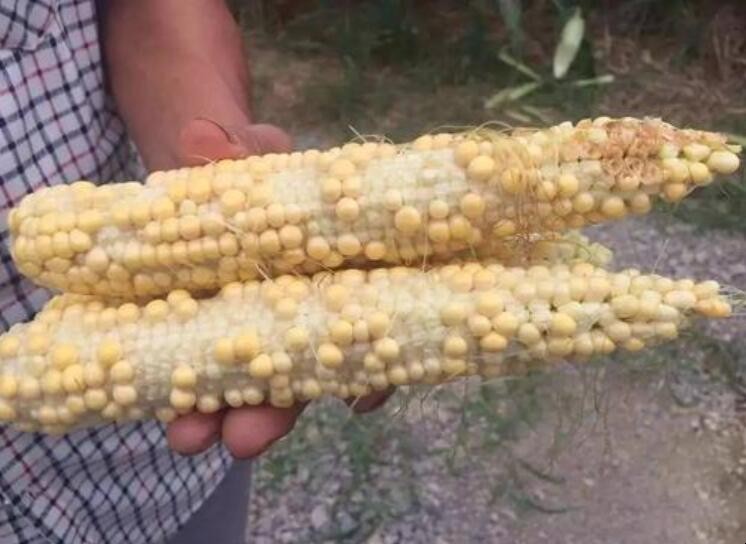 如何防止玉米缺粒