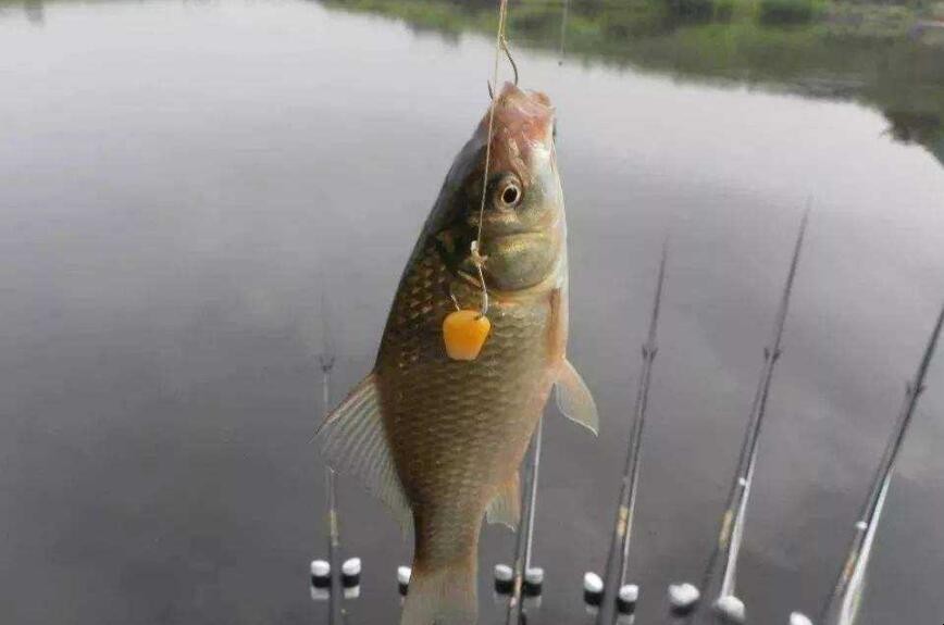 怎麼釣鯽魚容易上鉤