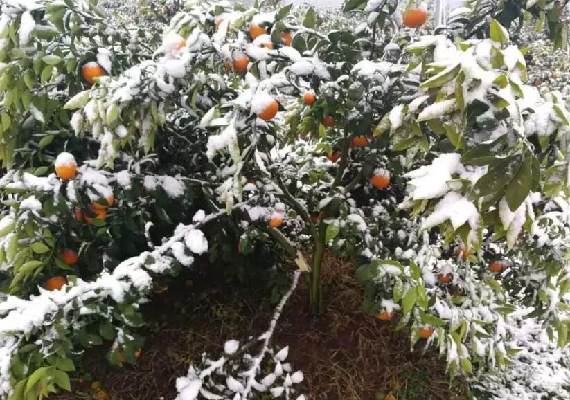 柑橘樹凍害後如何處理