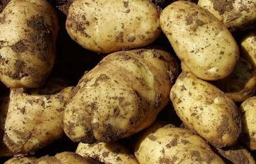 馬鈴薯怎麼施肥