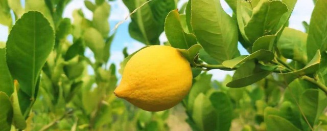 如何種檸檬樹 種植檸檬樹的步驟