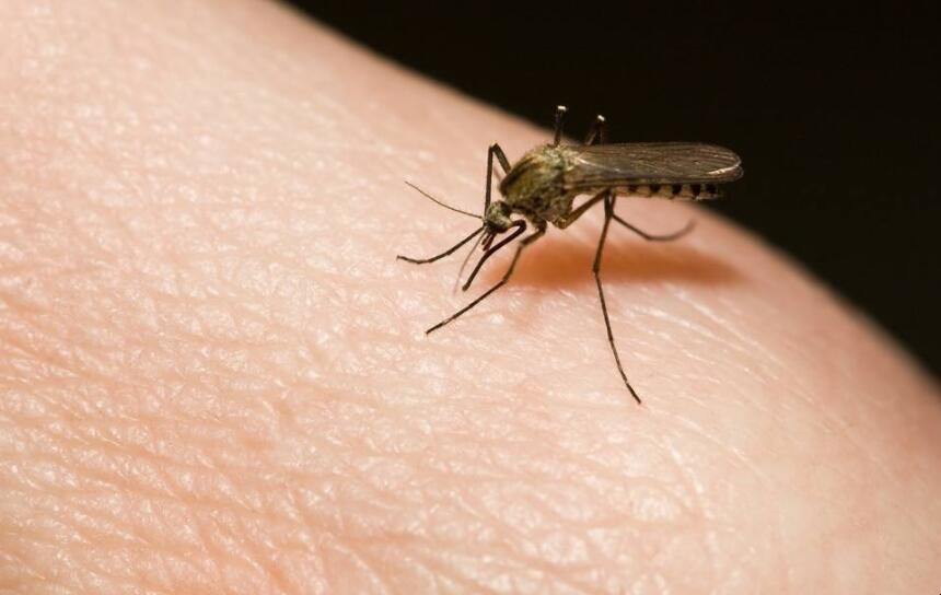 怎麼防止蚊子咬
