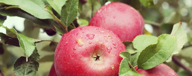 蘋果最佳吃法因人而異 蘋果怎麼吃