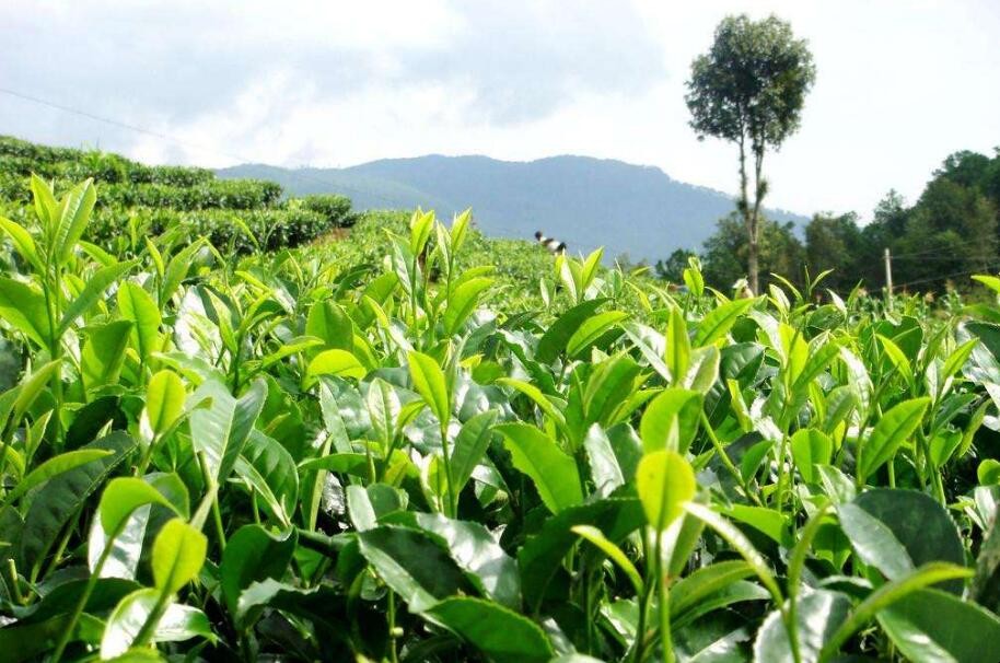 茶樹育苗怎麼管理