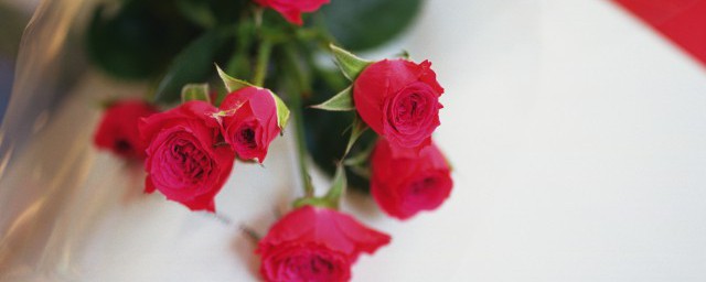 收到的玫瑰花束怎麼做幹花 收到的玫瑰花束做幹花方法