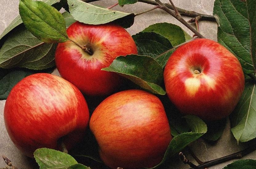 吃蘋果對減肥有作用嗎