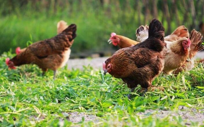 農村養雞收入好嗎