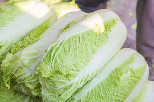 吃白菜能減肥嗎