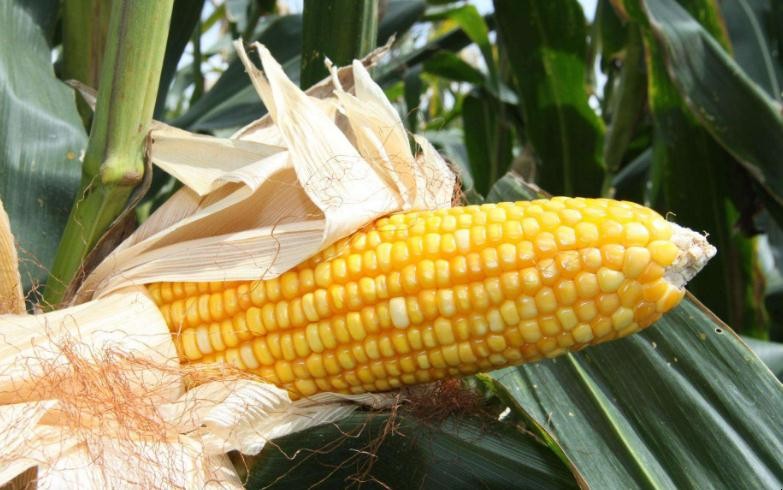 甜玉米是轉基因的嗎