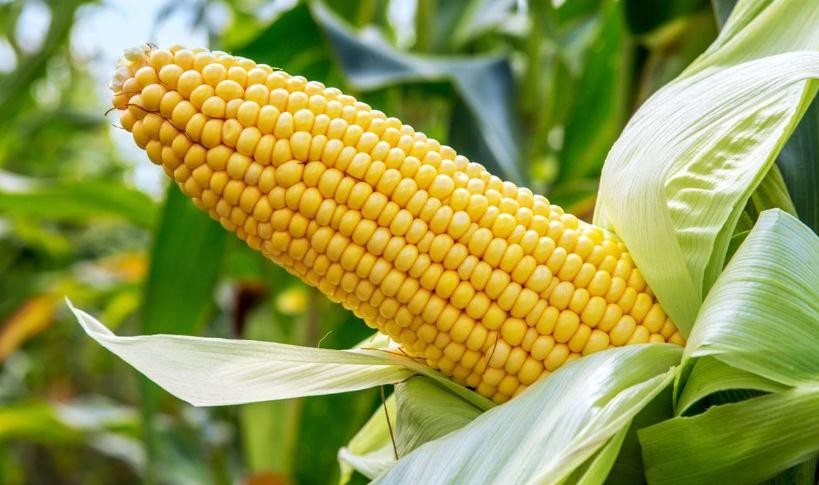玉米有什麼功效和作用