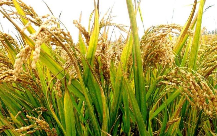 水稻怎麼種植