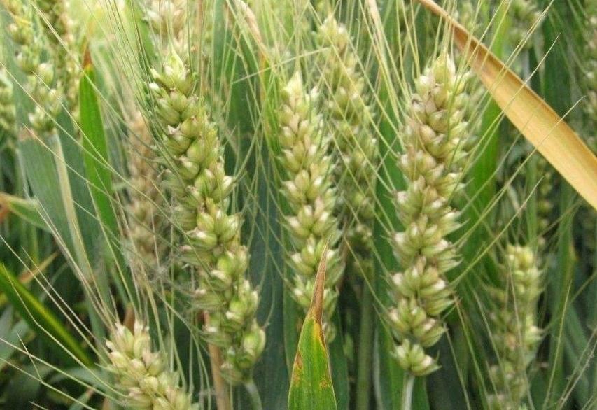 淮小麥功效和作用是什麼