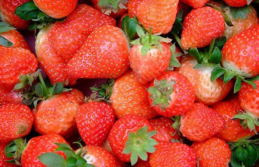 草莓種子怎麼種