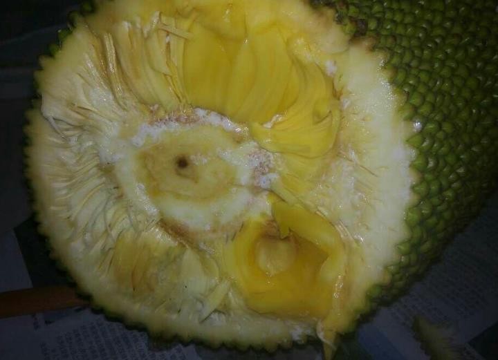 菠蘿蜜打開沒熟怎麼辦