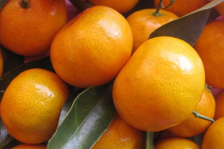 怎麼挑選到好吃的橘子