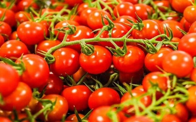 水果西紅柿和普通西紅柿的區別是什麼