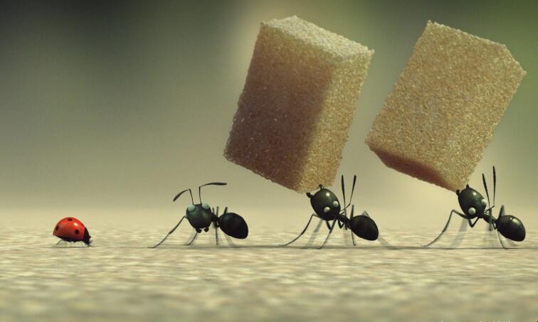 傢裡有螞蟻怎麼預防