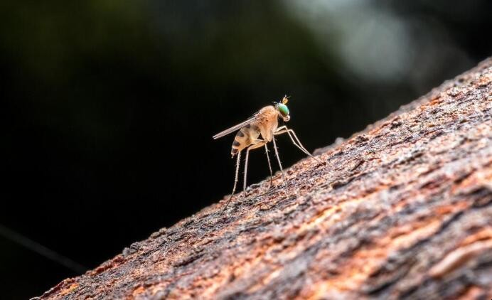 農村麥蚊怎麼消滅