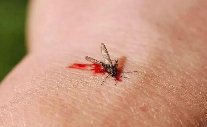 如何清除墻上蚊子血