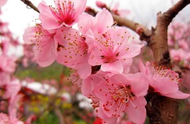 桃花和櫻花有什麼區別