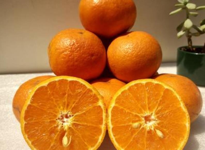 醜橘與沃柑的區別有哪些