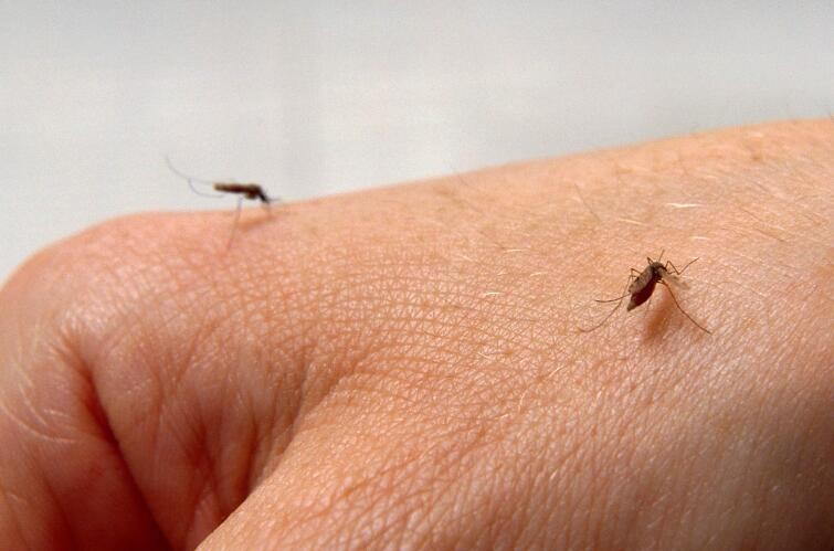 預防蚊子咬的小妙招有哪些