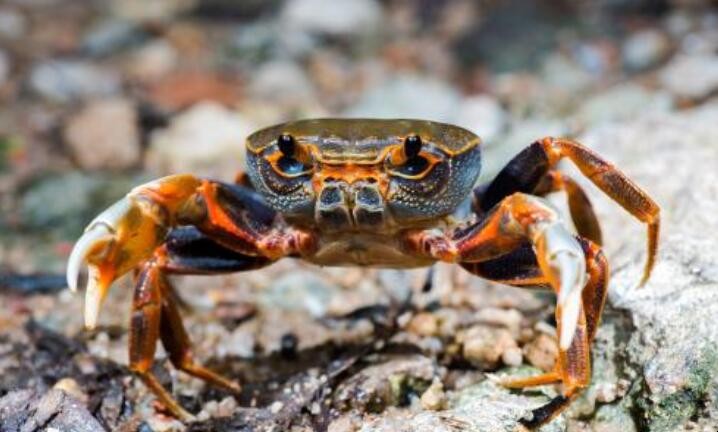 怎麼知道螃蟹是不是活的