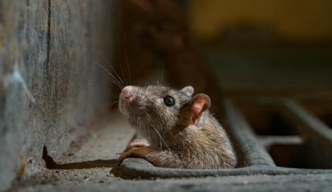 老鼠啃下水道塑料管怎麼辦