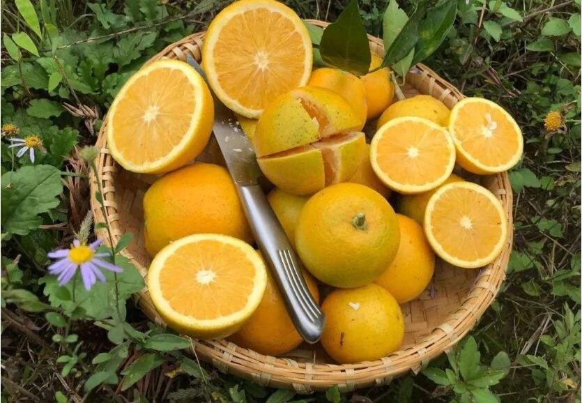 冰糖橙怎麼保存