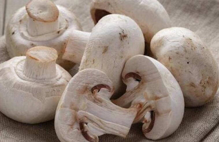 白蘑菇怎麼挑選
