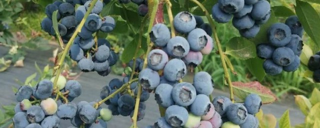 藍莓樹怎麼種才好 藍莓樹如何種植