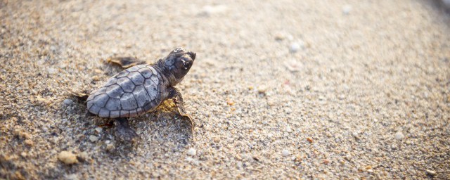 冬天養小烏龜需要註意什麼 關於冬天養小烏龜的註意事項