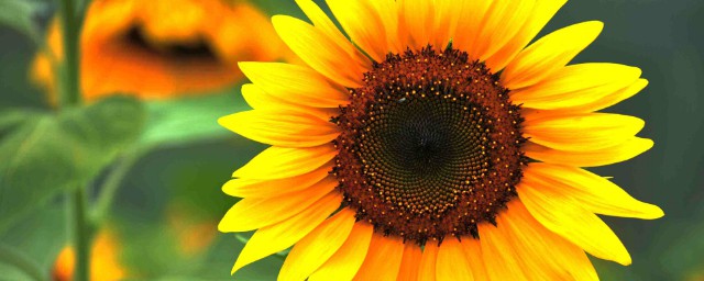 成功栽培太陽花的方法介紹 太陽花栽培技術有哪些