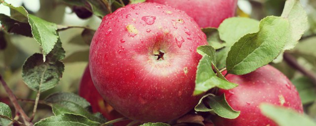 長期吃煮蘋果功效 吃煮蘋果的好處有哪些