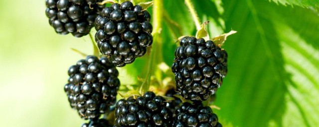 黑莓的功效與作用禁忌及食用方法 黑莓的功效與作用禁忌及食用方法是什麼