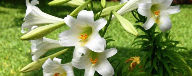 百合花常用的四種繁殖方法介紹 百合花常用的四種繁殖方法分享