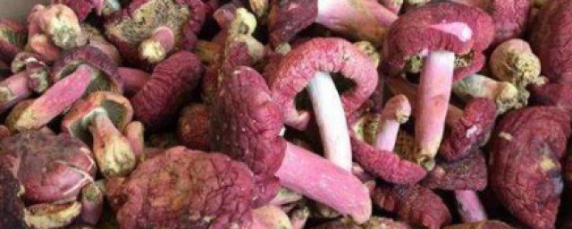 紅菇的功效與作用吃法 紅菇怎麼吃更營養