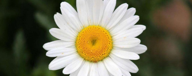 白晶菊冬天養殖的禁忌有哪些 冬季養護白晶菊的註意事項