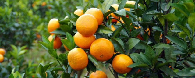 金橘的種植技術 金橘如何種植