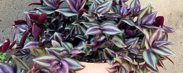 紫吊蘭冬天怎麼養 冬天養殖紫葉吊蘭的方法