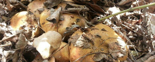 楊樹蘑菇能吃嗎 楊樹蘑菇可以吃嗎