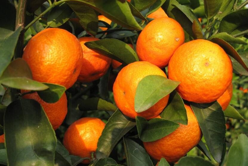 怎麼挑砂糖橘子