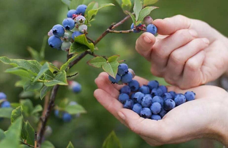 如何保存藍莓