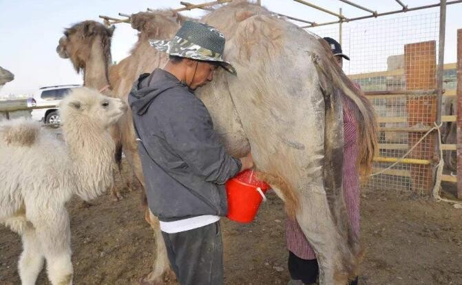 新鮮駱駝奶怎麼保存