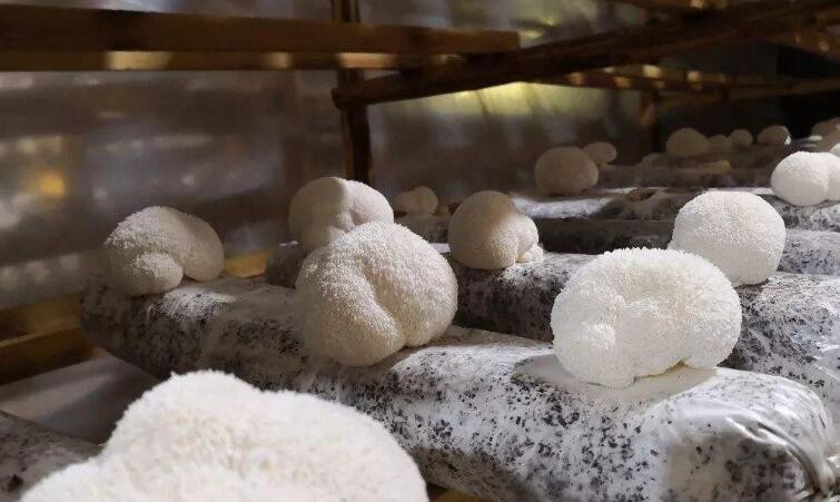 新鮮猴頭菇怎麼保存