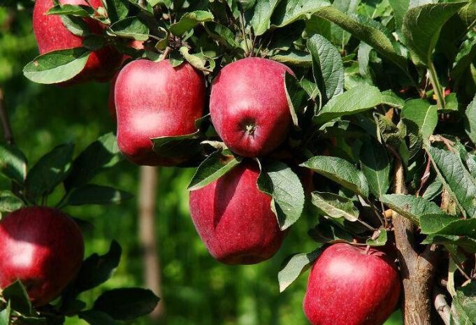 挑選新鮮蘋果怎麼辨別