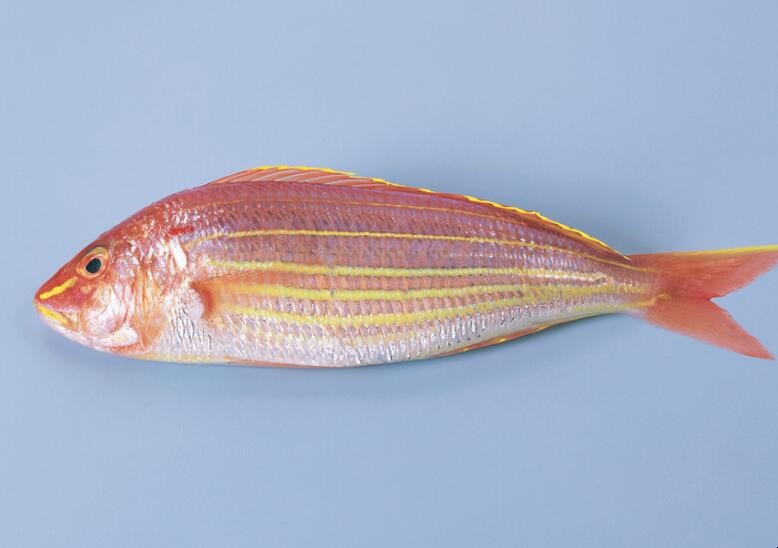 金線魚如何保存