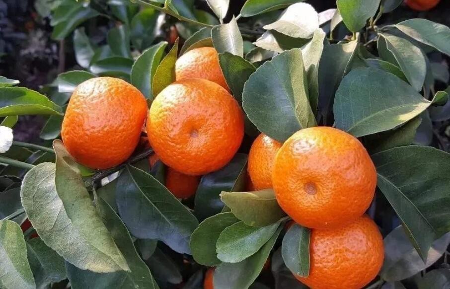 砂糖橘怎麼保存