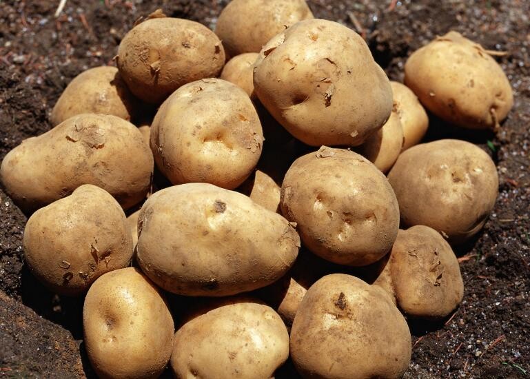 土豆保存不發芽方法有哪些